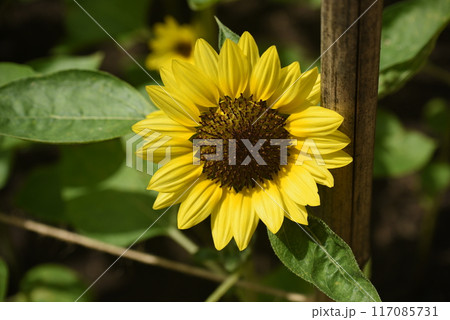 満開の美しく鮮やかな向日葵 満開の美しく鮮やかな向日葵 117085731