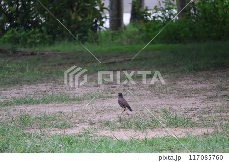 公園に1羽のインドハッカのいる風景 117085760