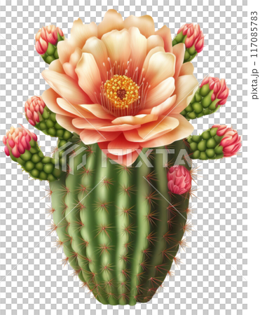 cactus 117085783
