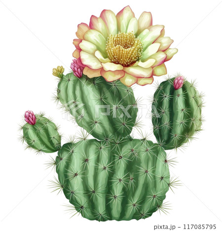 cactus 117085795