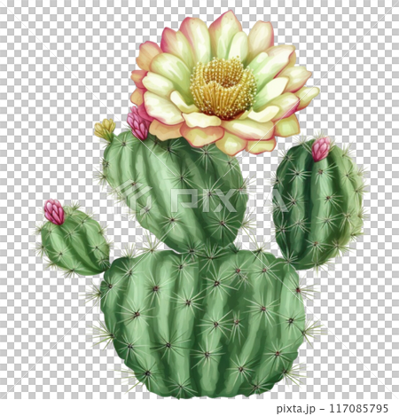 cactus 117085795