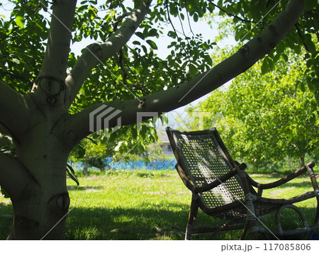 果樹園の涼しげな休憩所風景1 果樹園の涼しげな休憩所風景1 117085806