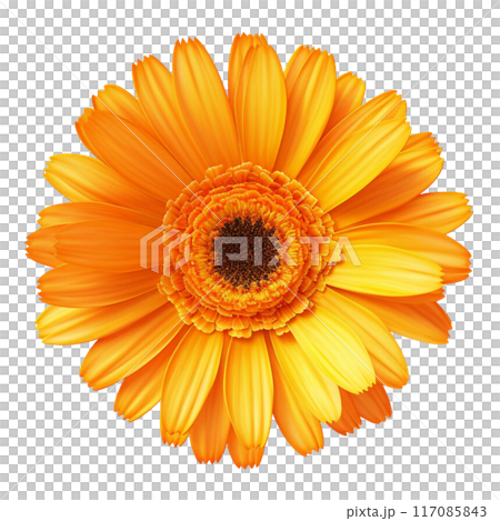 calendula 117085843