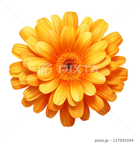 calendula calendula 117085844