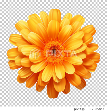 calendula calendula 117085844