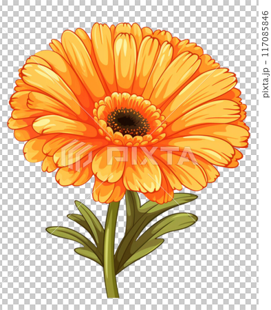 calendula calendula 117085846