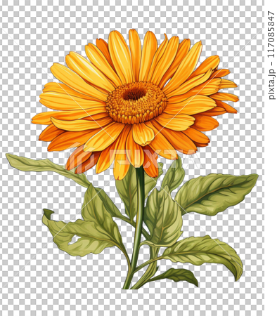 calendula calendula 117085847