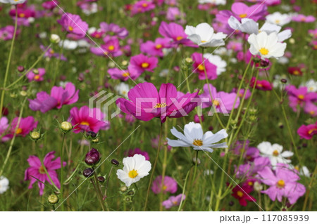 青空に映えるコスモス　兵庫県 117085939