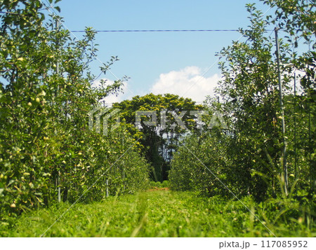 真夏の高密植栽培のリンゴ畑3 真夏の高密植栽培のリンゴ畑3 117085952