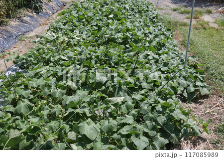 気温三十八度の時の地這いキュウリ畑 117085989