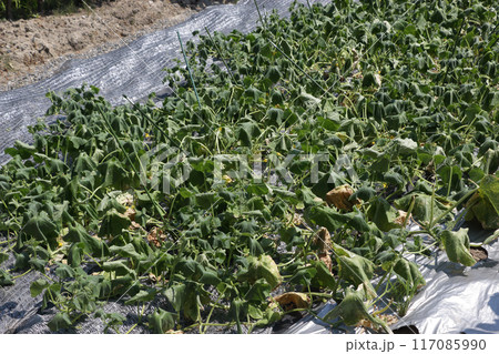気温三十八度の時の地這いキュウリ畑 117085990