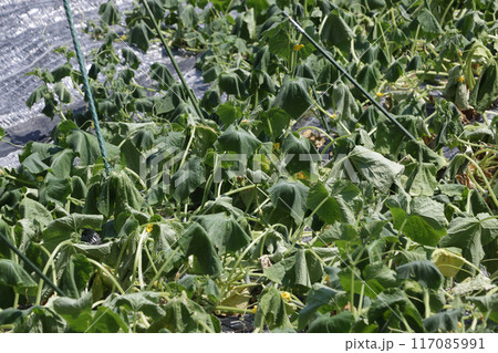 気温三十八度の時の地這いキュウリ畑 117085991