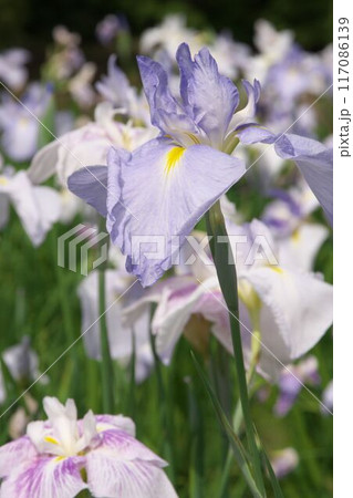 薄紫の花菖蒲【相模原公園：花背景】 117086139