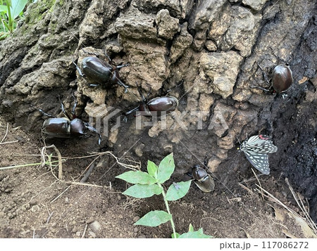 樹液に群がる虫たち 樹液に群がる虫たち 117086272