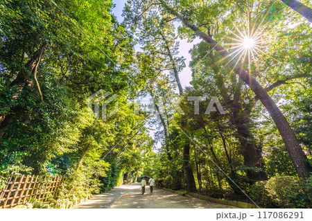 日本の寒川都市景観　相模國一之宮 寒川神社など望む。緑に溢れ、神秘的…＝令和6年7月21日 117086291
