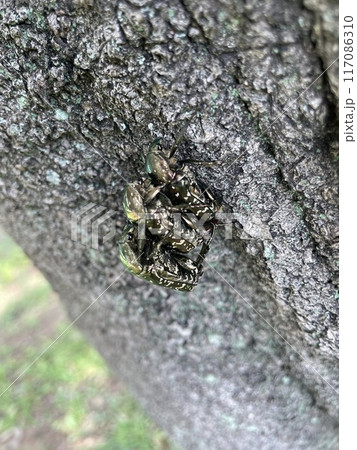 樹液に群がる虫たち 樹液に群がる虫たち 117086310