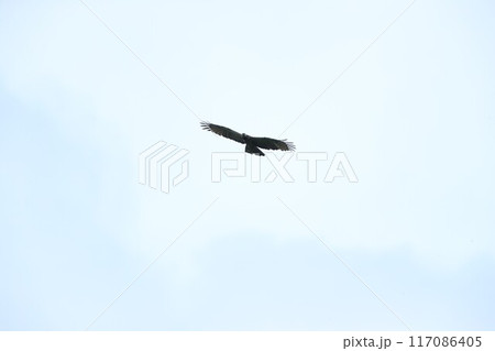 ハチクマ 117086405