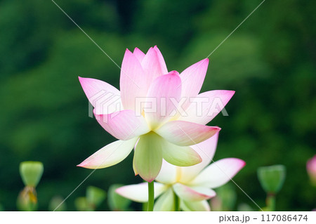 盛りを過ぎた蓮の花 117086474