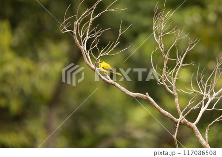 コウライウグイス コウライウグイス 117086508