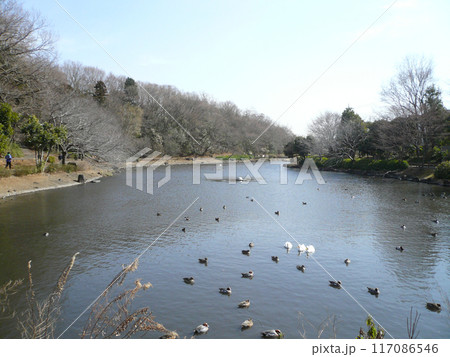 じゅん菜池緑地公園 (千葉県市川市) じゅん菜池緑地公園 (千葉県市川市) 117086546