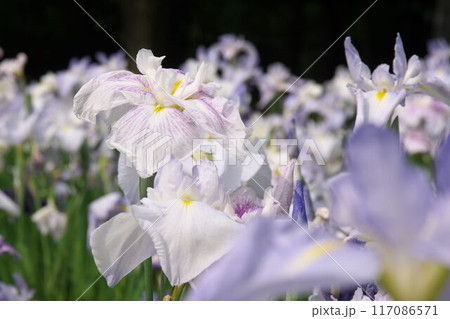 白と紫の絞り柄の花菖蒲【相模原公園:花背景】 白と紫の絞り柄の花菖蒲【相模原公園:花背景】 117086571