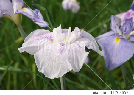 白と紫の絞り柄の花菖蒲クローズアップ【相模原公園：花背景】 117086573