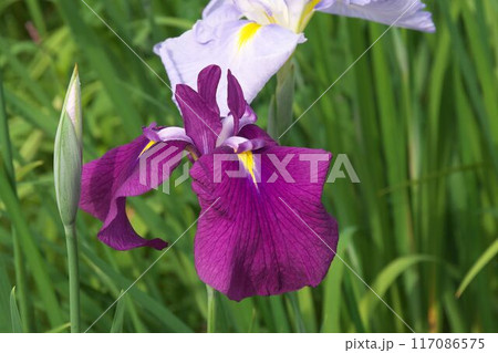 紫の花菖蒲【相模原公園：緑背景】 117086575