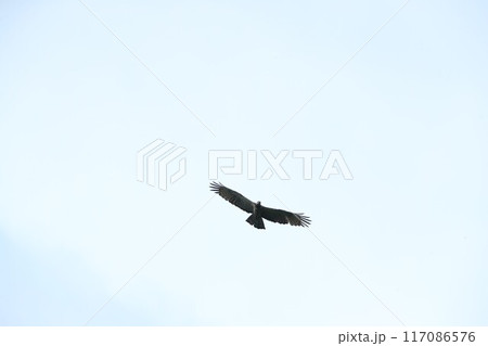 ハチクマ 117086576