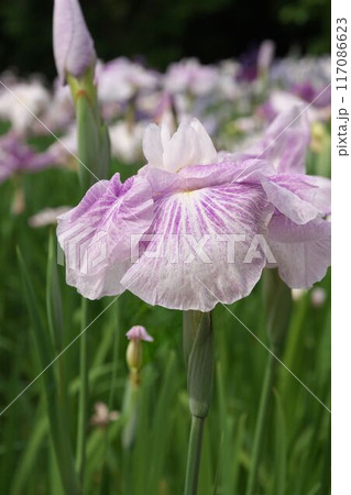 紫の絞り柄の花菖蒲【相模原公園：花背景】 117086623