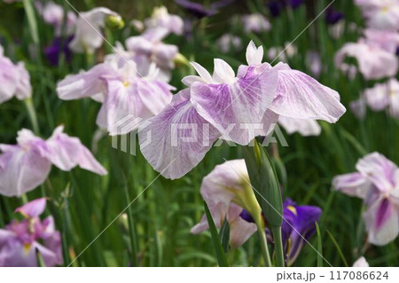 紫の絞り柄の花菖蒲【相模原公園：花背景】 117086624