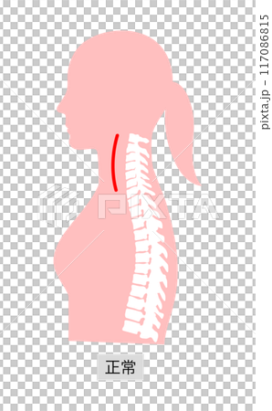 Skeletal illustration of a woman's upper body in normal posture with explanation Skeletal illustration of a woman's upper body in normal posture with explanation 117086815