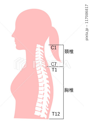 正常な姿勢の女性の上半身の名称入り骨格イラスト 117086817