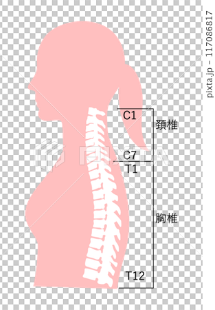 正常な姿勢の女性の上半身の名称入り骨格イラスト 117086817