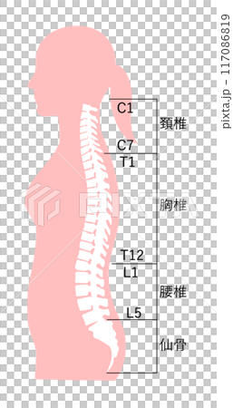 正常姿勢下女性脊椎名稱的骨骼圖 117086819