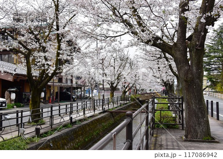 笛吹市 石和温泉さくら温泉通りの満開桜 笛吹市 石和温泉さくら温泉通りの満開桜 117086942