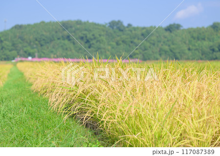 美しい水と緑に恵まれた 自然王国の稲作風景 背景コスモス畑風景 (菊池市旭志)伊坂区彼岸花の里 美しい水と緑に恵まれた 自然王国の稲作風景 背景コスモス畑風景 (菊池市旭志)伊坂区彼岸花の里 117087389