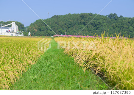美しい水と緑に恵まれた 自然王国の稲作風景　背景コスモス畑風景　(菊池市旭志)伊坂区彼岸花の里 117087390