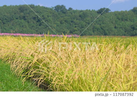 美しい水と緑に恵まれた 自然王国の稲作風景　背景コスモス畑風景　(菊池市旭志)伊坂区彼岸花の里 117087392