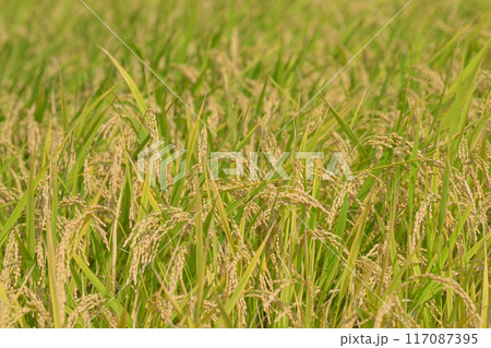 美しい水と緑に恵まれた 自然王国の稲作風景(クローズアップ風景) (菊池市旭志)伊坂区彼岸花の里 美しい水と緑に恵まれた 自然王国の稲作風景(クローズアップ風景) (菊池市旭志)伊坂区彼岸花の里 117087395
