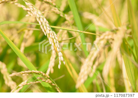 美しい水と緑に恵まれた 自然王国の稲作風景(クローズアップ風景)　(菊池市旭志)伊坂区彼岸花の里 117087397