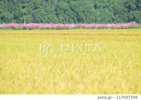 美しい水と緑に恵まれた 自然王国の稲作風景　背景コスモス畑風景　(菊池市旭志)伊坂区彼岸花の里 117087399