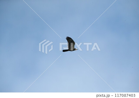 ハチクマ 117087403