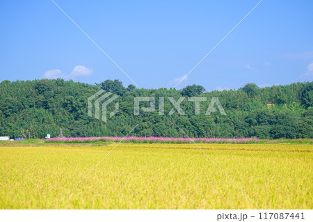 美しい水と緑に恵まれた 自然王国の稲作風景　背景コスモス畑風景　(菊池市旭志)伊坂区彼岸花の里 117087441