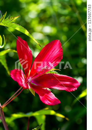 信濃川・やすらぎ堤の紅葉葵 117087783