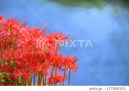 美しい秋晴れ光芒を浴びている彼岸花と川の流れ風景(コピースペース)　(菊池市旭志)伊坂区彼岸花の里 117088101