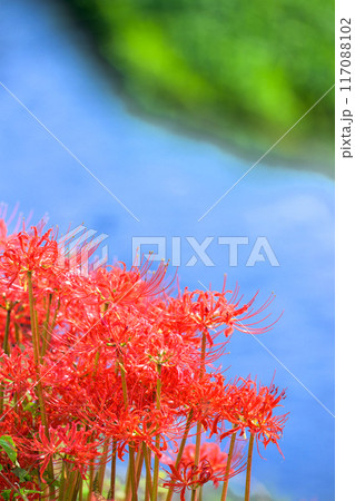 美しい秋晴れ光芒を浴びている彼岸花と川の流れ風景(コピースペース)　(菊池市旭志)伊坂区彼岸花の里 117088102