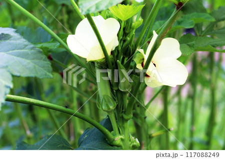 オクラの花と実 117088249