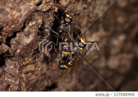 生き物 昆虫 ハチモドキハナアブ、樹液の流れるクヌギの木は食事とデートのスポット 生き物 昆虫 ハチモドキハナアブ、樹液の流れるクヌギの木は食事とデートのスポット 117088468