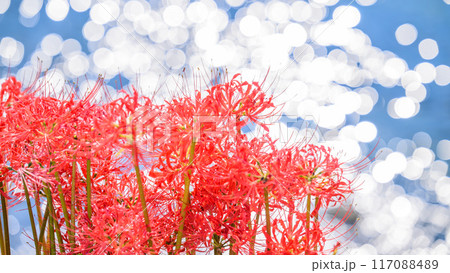 美しい自然王国の水と緑に恵まれた秋晴れ光芒に映えるキラキラ彼岸花 (菊池市旭志)伊坂区彼岸花の里 美しい自然王国の水と緑に恵まれた秋晴れ光芒に映えるキラキラ彼岸花 (菊池市旭志)伊坂区彼岸花の里 117088489