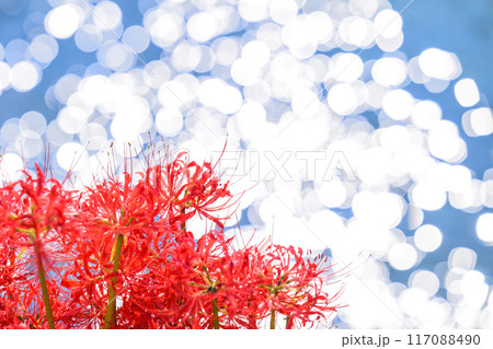 美しい自然王国の水と緑に恵まれた秋晴れ光芒に映えるキラキラ彼岸花　(菊池市旭志)伊坂区彼岸花の里 117088490